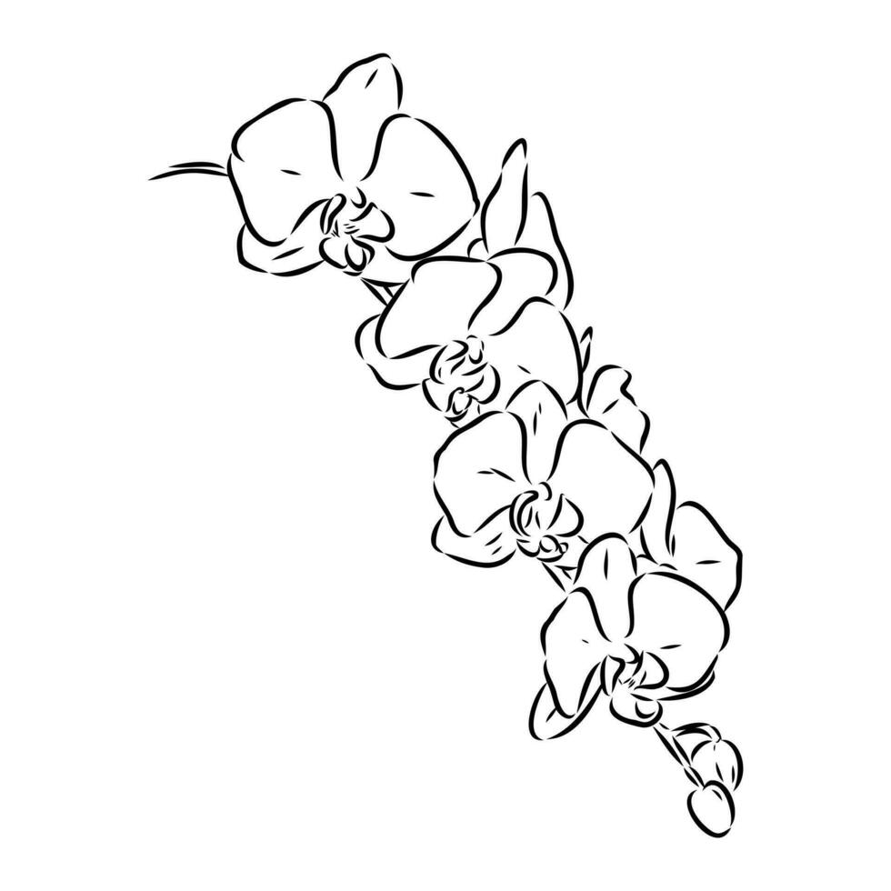 Orchidee Blume Vektor skizzieren