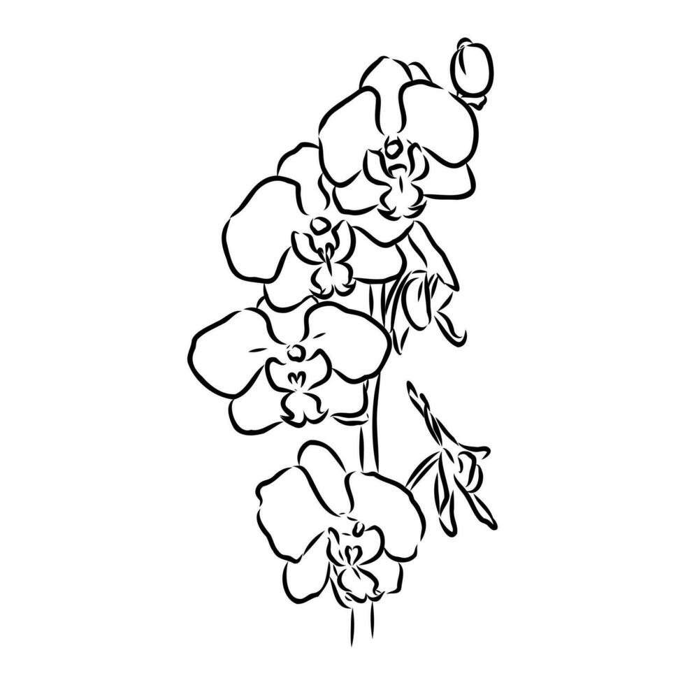 orkide blomma vektor skiss