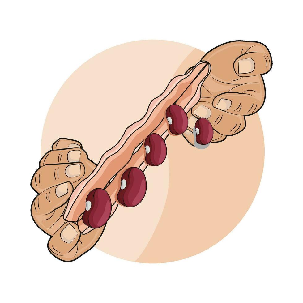 illustration av röd böna vektor