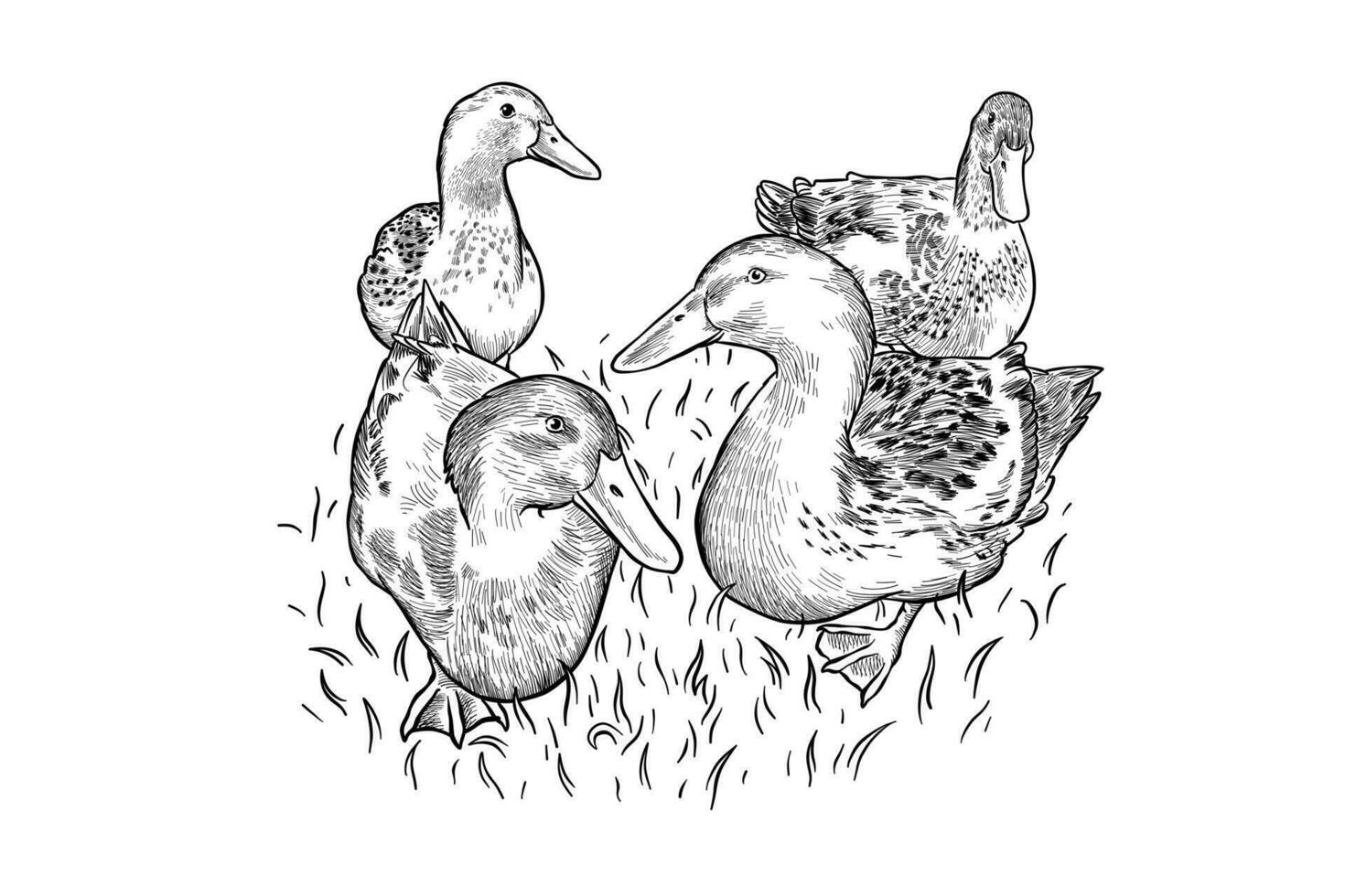 schwarz und Weiß Illustration von Bauernhof Enten vektor