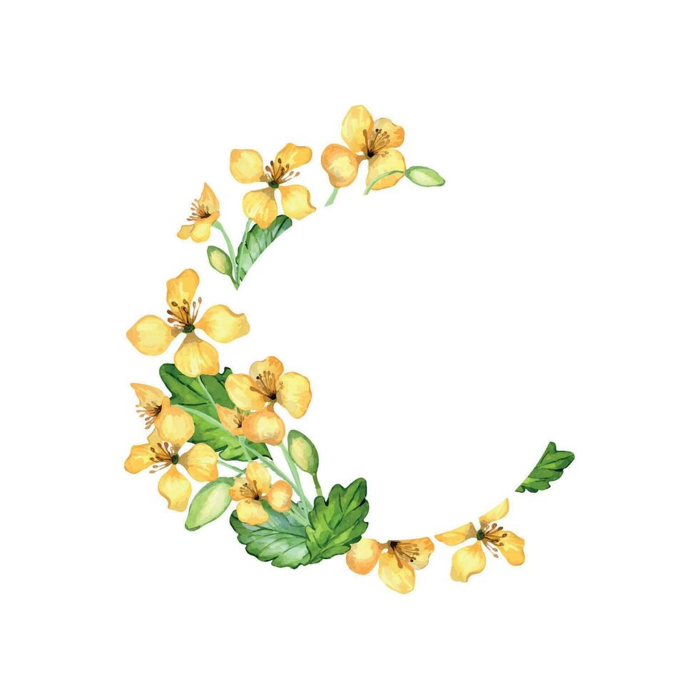 cirkel ram med celandine medicinsk växt vattenfärg illustration isolerat på vit bakgrund. krans av chelidonium gul blomma, användbar blomma hand ritade. design för märka, paket, vykort vektor