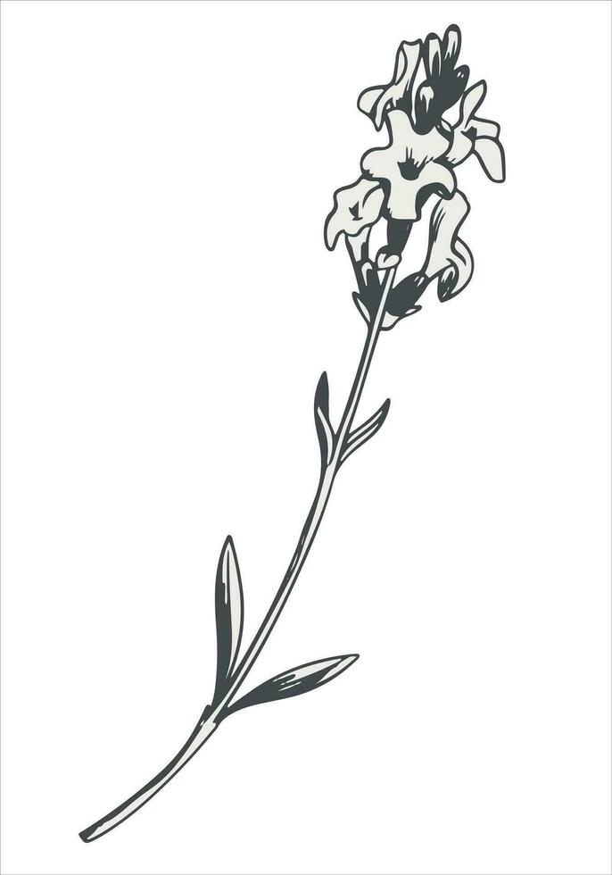 lavendel- svart och vit linje teckning. vektor doftande vild blomma på en vit bakgrund. gravyr med vilda blommor. provence stil. ingrediens för parfymer och kosmetika.