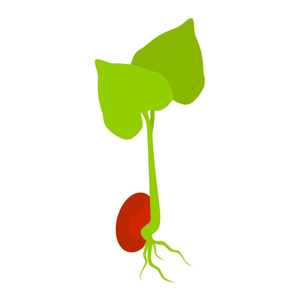 vektor illustration av röd böna groddar med grön löv. nötter som är hög i protein är mycket Bra för kropp hälsa. isolerat på vit bakgrund.