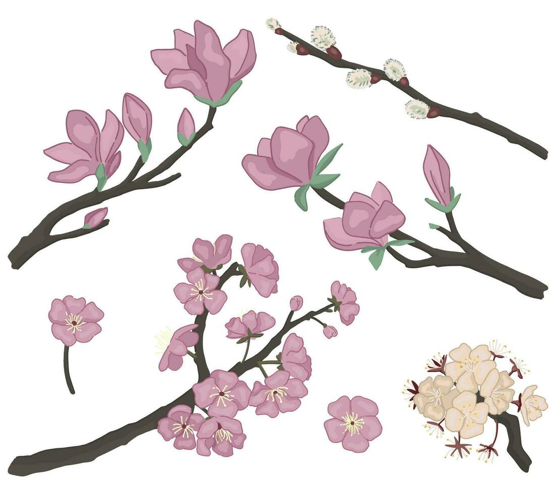 Frühling botanisch Kritzeleien Satz. Blühen Baum Geäst von Magnolie, Sakura, Weide, Aprikose. Vektor Abbildungen isoliert auf Weiß.