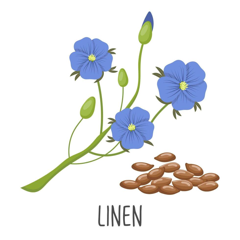 blå lin blommor och lin frön på en vit bakgrund. Linné. illustration, vektor