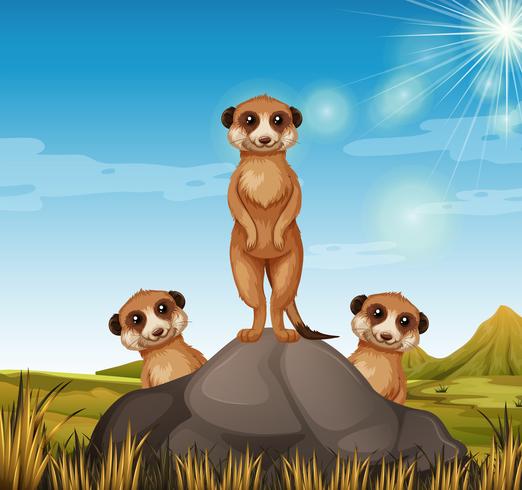 Tre meerkats som står på berget vektor