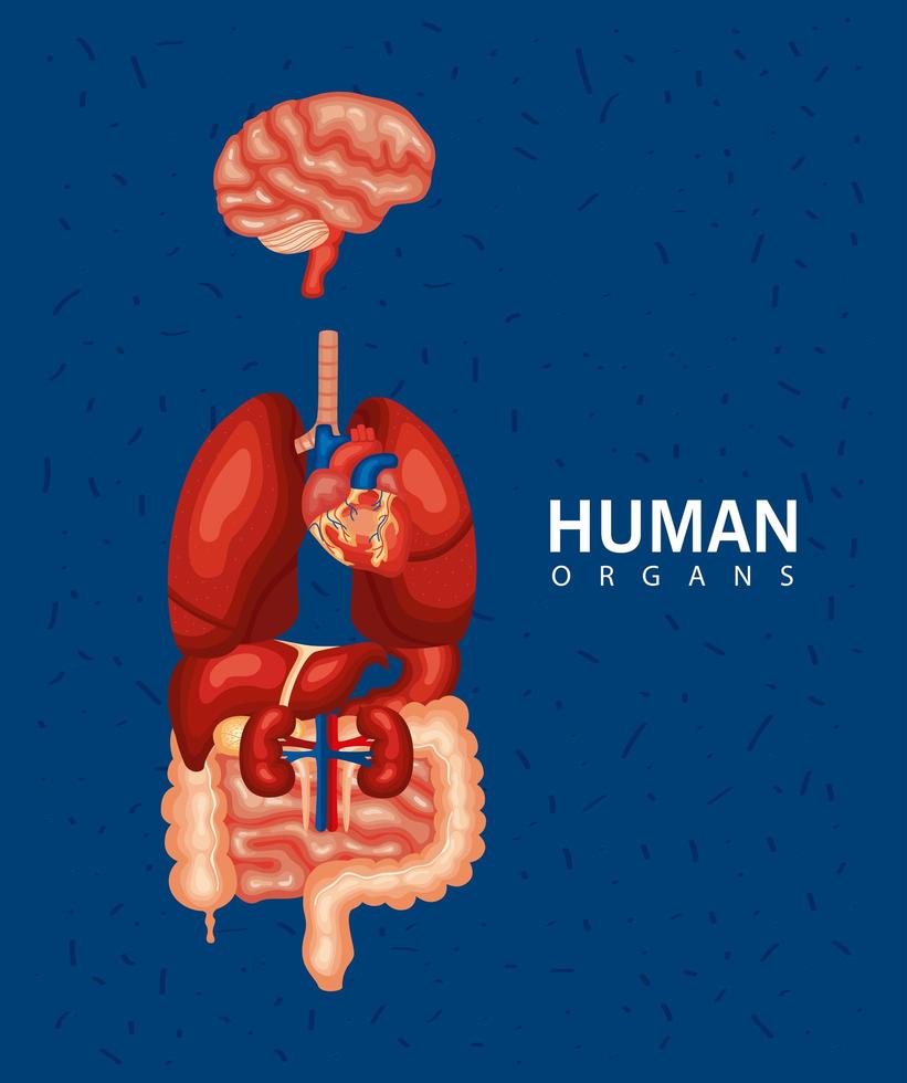 menschliche innere organe vektor