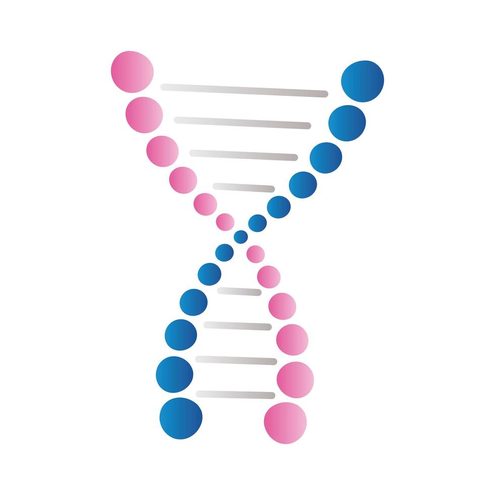 dna blau und pink vektor