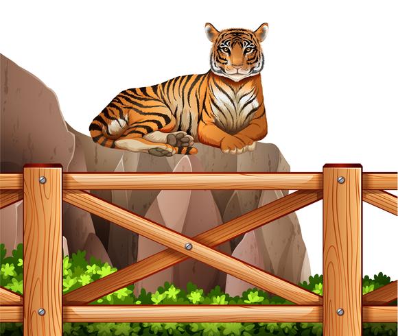 En tiger över klippan vektor