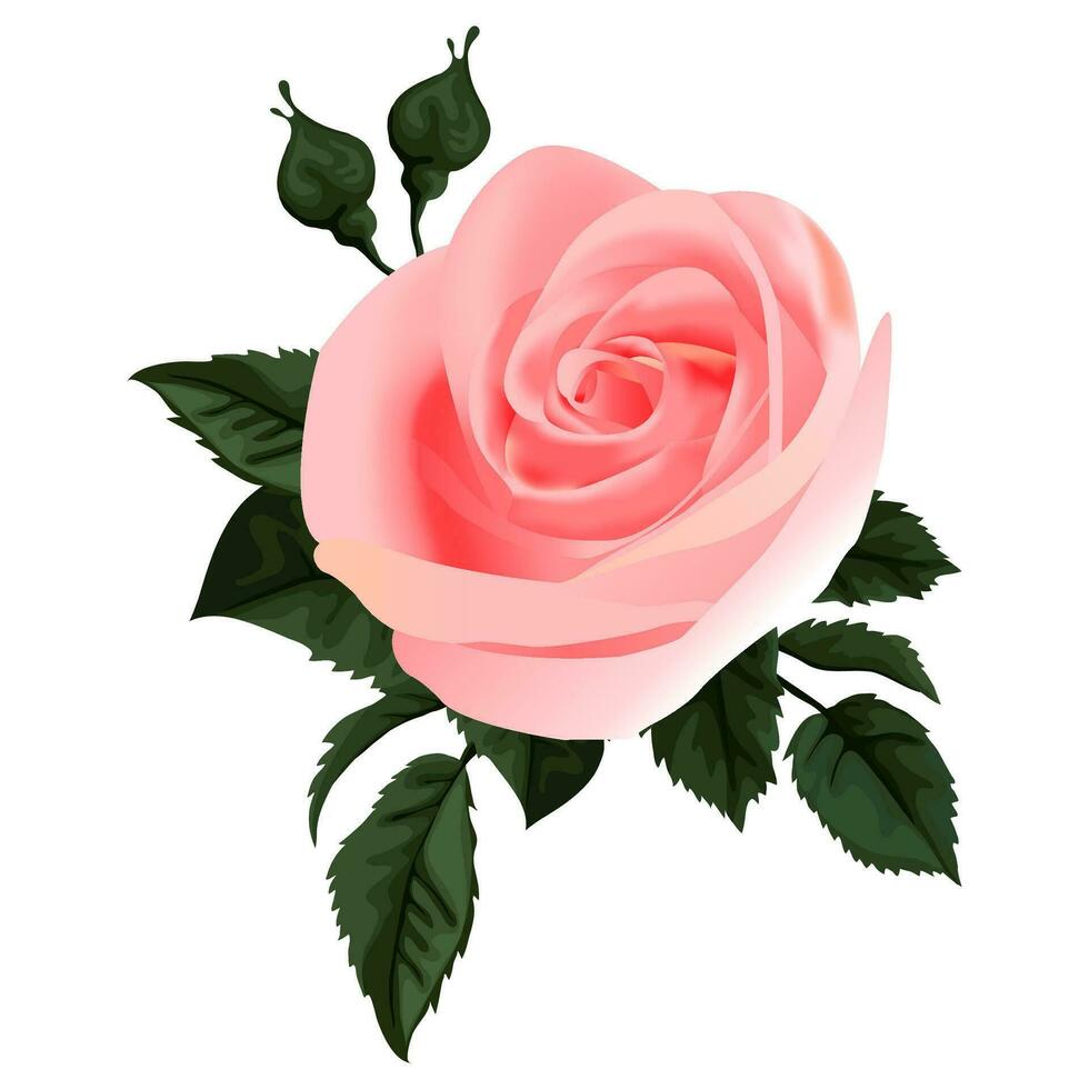 Rosa Rose mit Grün Blätter und Knospen Symbol vektor