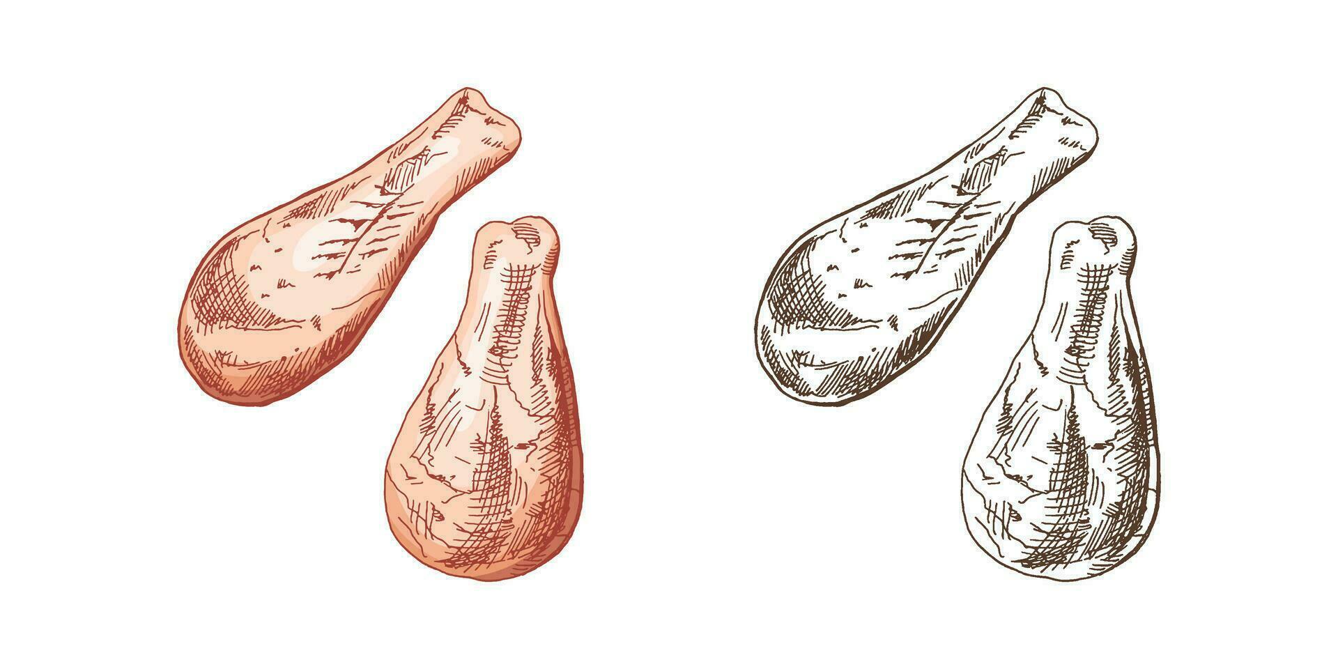 organisch Lebensmittel. handgemalt farbig und einfarbig Vektor Skizzen von Hähnchen Beine, Essen, Fleisch. Gekritzel Jahrgang Illustration. Dekorationen zum das Speisekarte von Cafés und Etiketten. graviert Bild.