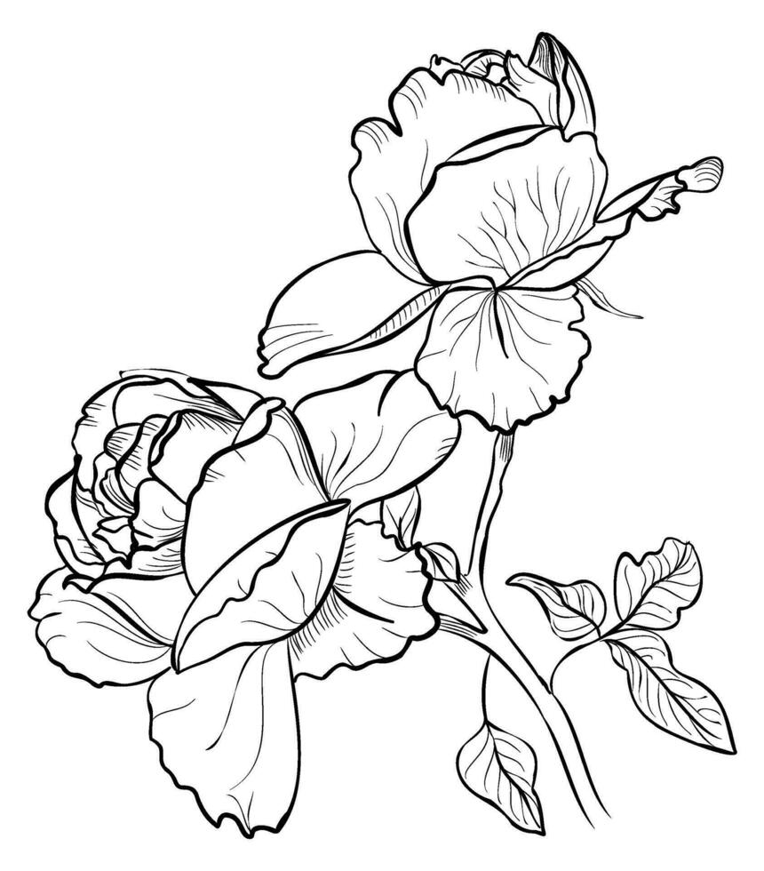 Hand Zeichnung von ein Strauß von Rosen Vektor Illustration