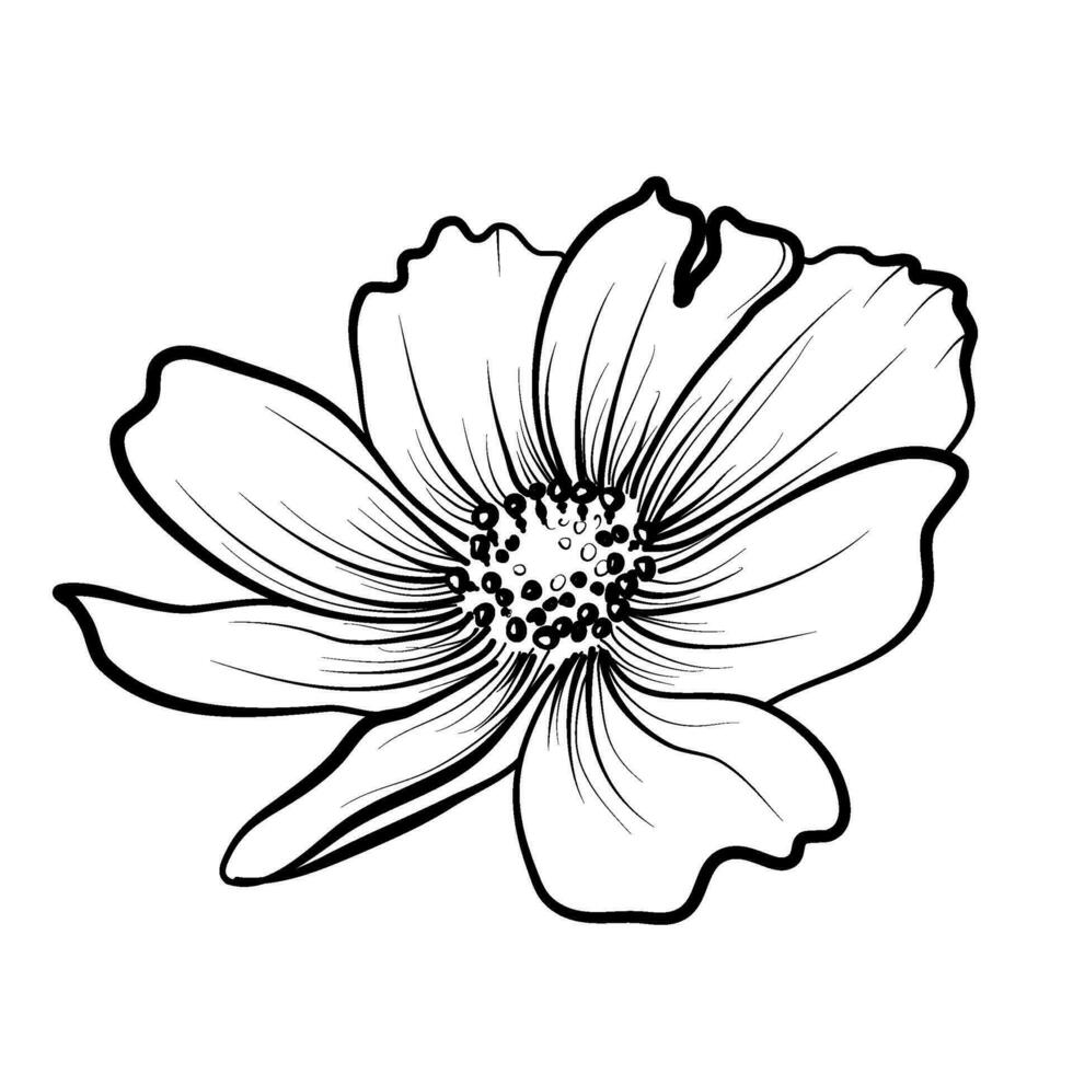 handgemalt Cosmea Blume Vektor Illustration