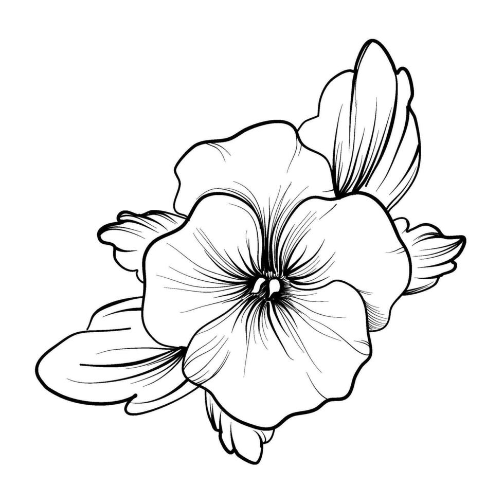 svart och vit ritad för hand blomma pansies vektor