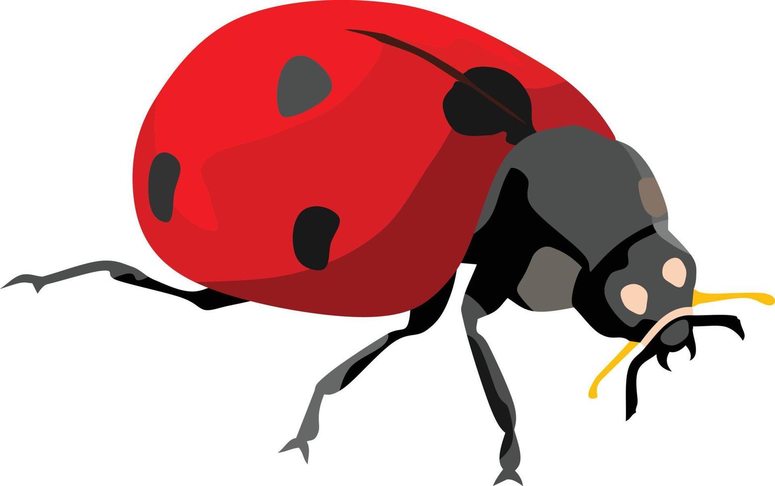 lady bug insekt djur vektor