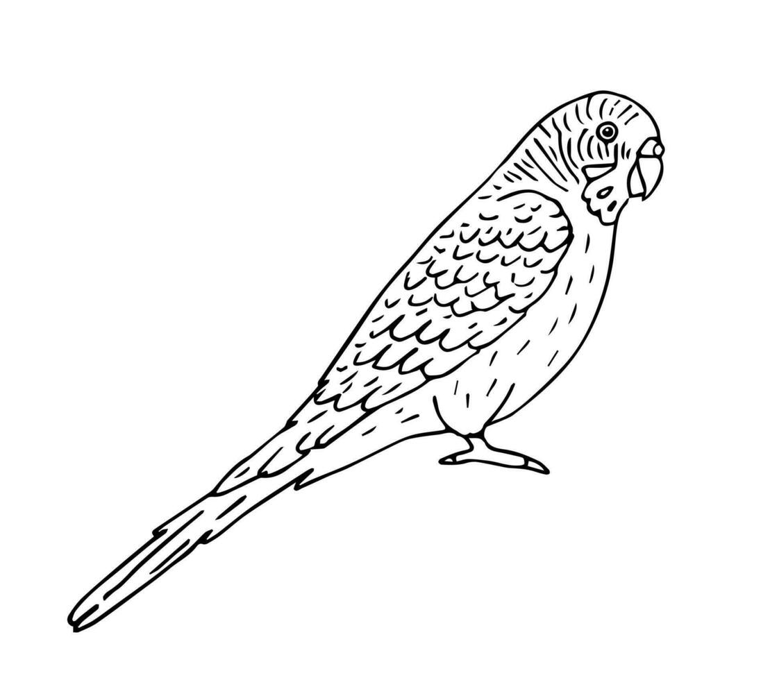 Vektor Hand gezeichnet Gekritzel Wellensittich Papagei