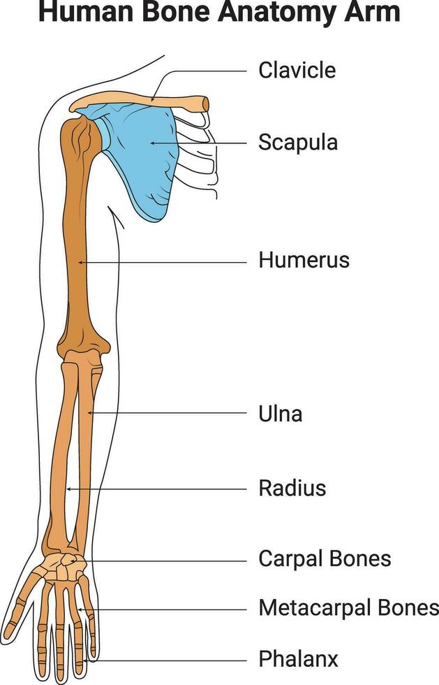 mänsklig ben anatomi ärm vetenskap design vektor illustration