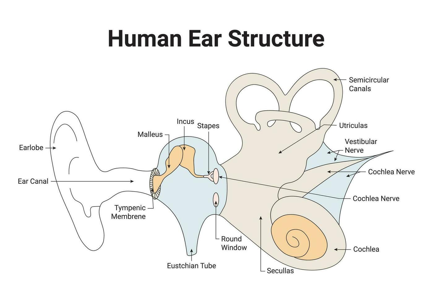 mänsklig öra strukturera vetenskap design vektor illustration diagram