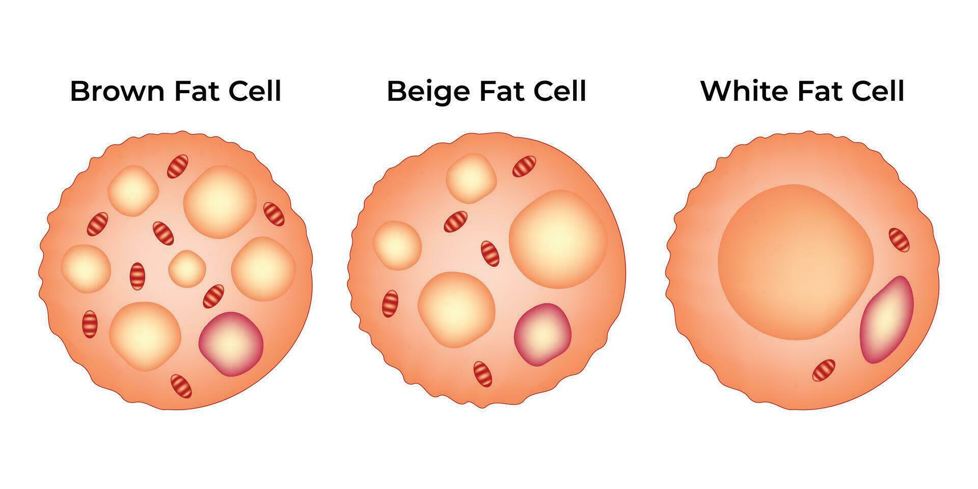 braun Fett Zelle Beige Fett Zelle Weiß Fett Zelle Wissenschaft Design Vektor Illustration Diagramm