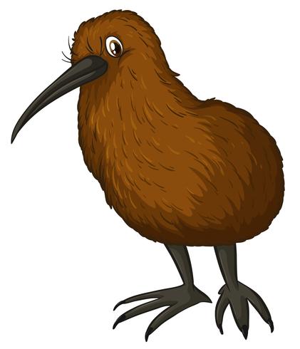 Kiwi fågel vektor