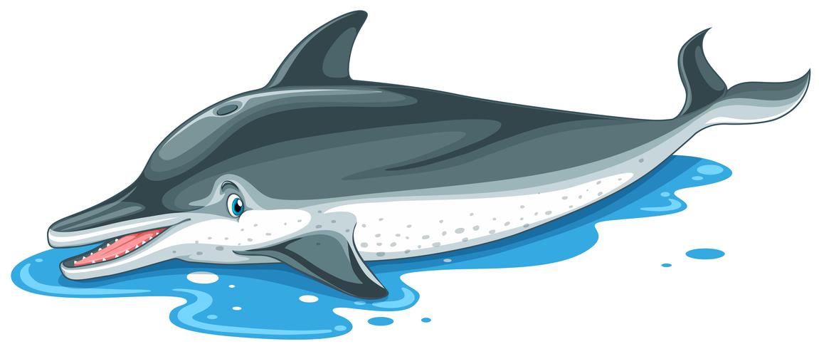Delfin med sött ansikte på vatten vektor