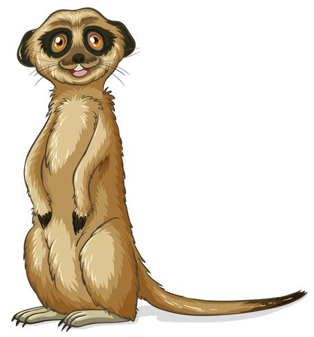 meerkat vektor