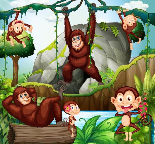 Verschiedene Arten von Affen im Wald vektor