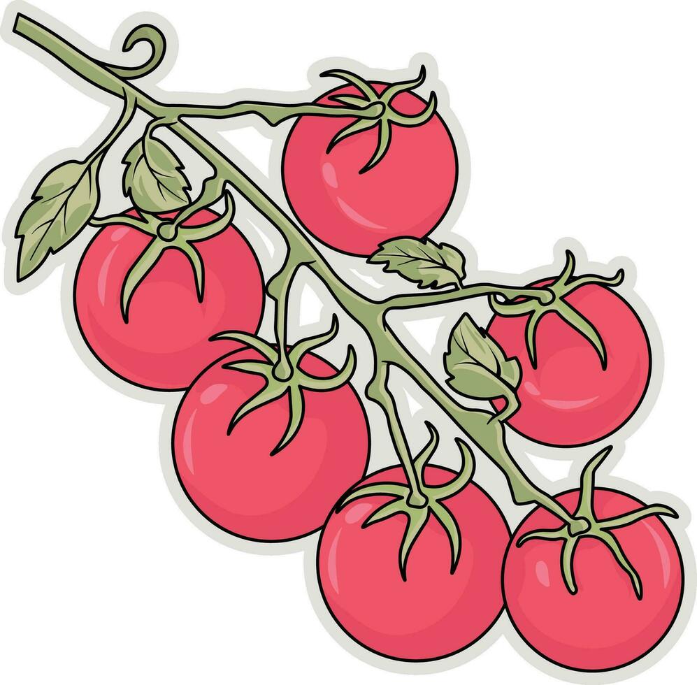 Tomaten-Vektor-Illustration vektor