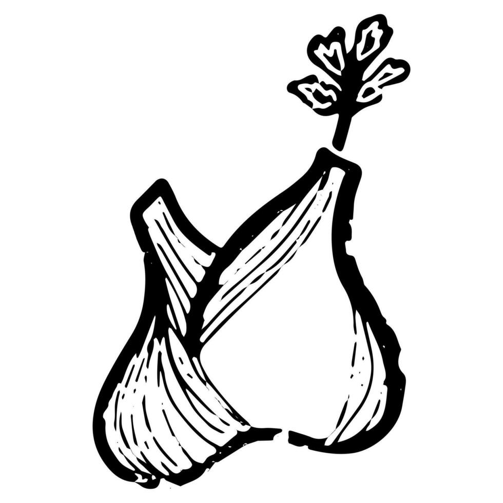 ein Zeichnung von ein Knoblauch Birne mit Blätter vektor