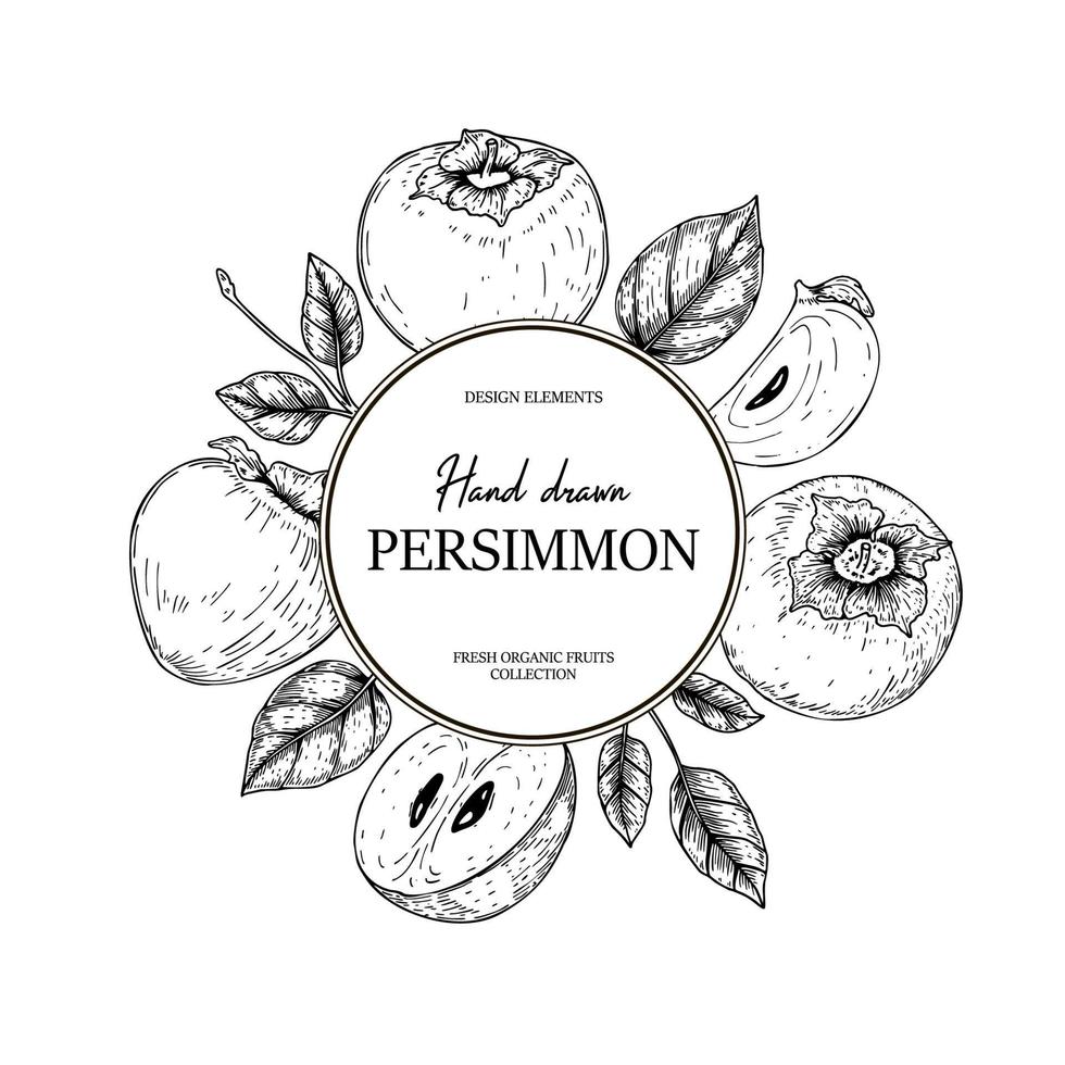 handritad vintage persimmon design. vektor illustration i skiss stil.