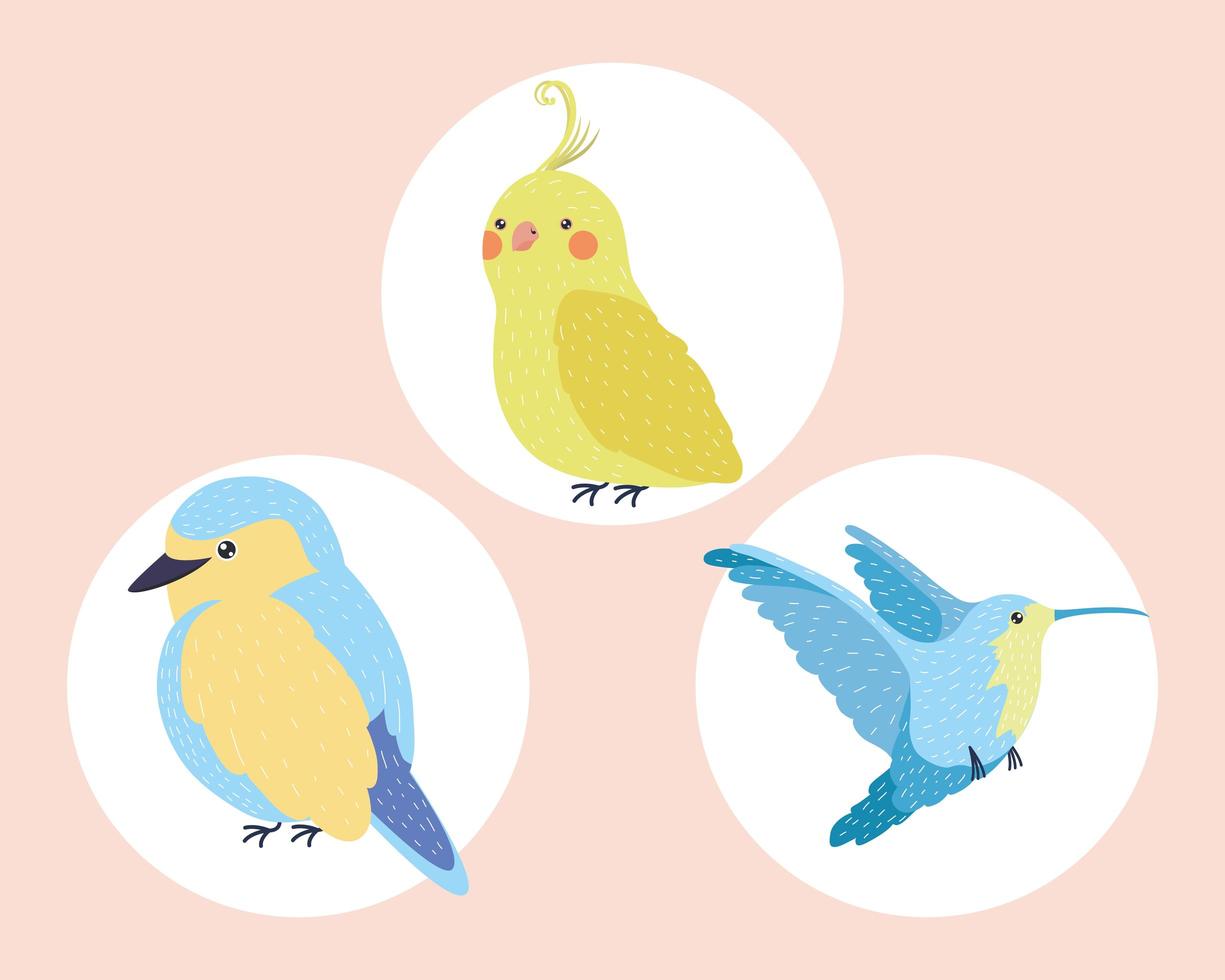 Vögel drei Arten vektor