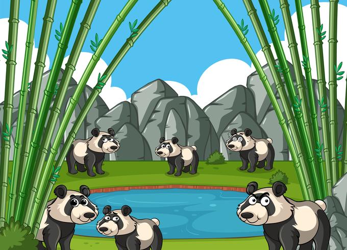 Pandor i bambuskogen vektor