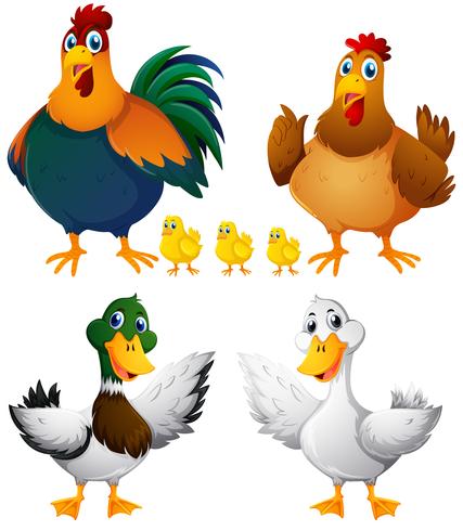 Hühner und Enten auf weißem Hintergrund vektor