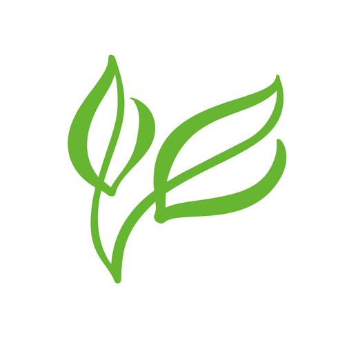 Logo av grönt blad av te. Ekologi naturelement vektor ikon trädgård. Eco veganisk bio kalligrafi handritad illustration