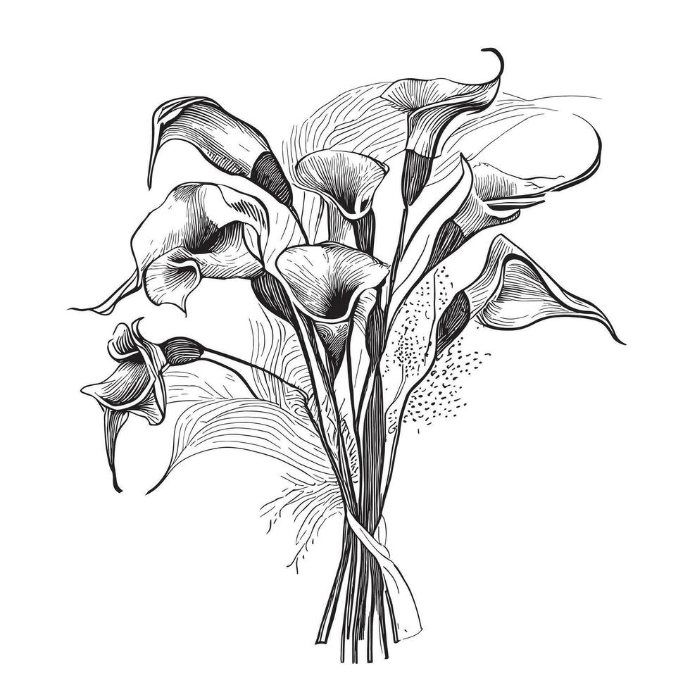 calla lilja bukett hand dragen skiss i klotter stil vektor illustration