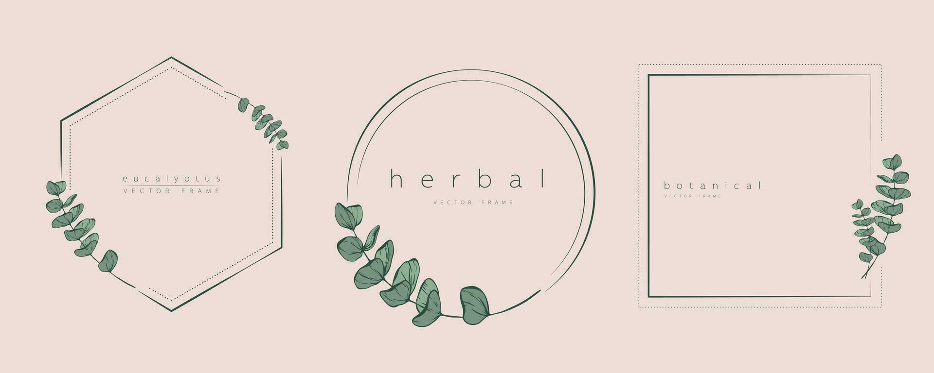 botanisch Eukalyptus Kreis Rahmen Satz. Hand gezeichnet runden Linie Grenze, Blätter und Blumen zum Hochzeit Einladung und Karten, Logo Design, Sozial Medien und Plakate Vorlage. elegant minimal Vektor