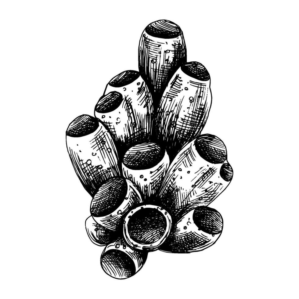 under vattnet värld ClipArt med rörformig hav svamp. grafisk illustration hand dragen i svart bläck. isolerat objekt eps vektor. vektor