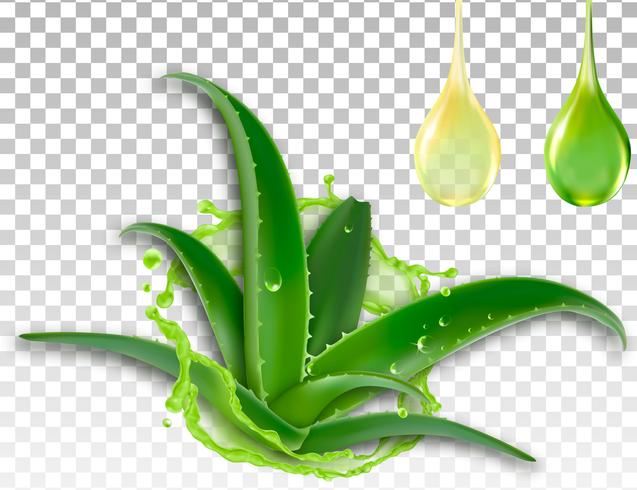 Realistische Aloe Vera, Spritzen und ein Tropfen Saft, Vektor-Illustration vektor