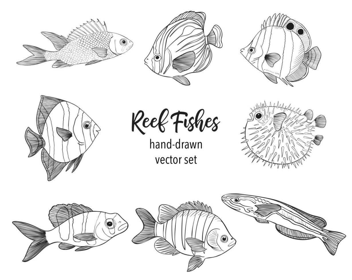 Riff Fische skizzieren Vektor Illustration. Hand gezeichnet unter Wasser Tiere Satz. realistisch Natur Elemente zum Angeln speichern, Meeresfrüchte Design. Vektor Illustration