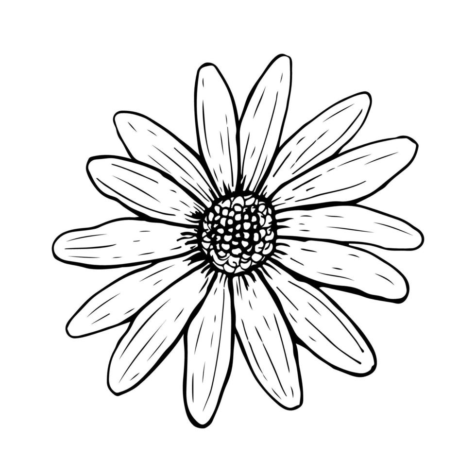 Doodle-Gänseblümchen-Blume isoliert auf weißem Hintergrund. Skizze Kamille Draufsicht. handgezeichnete Vektorgrafik im Linienstil. perfekt für Ihre Projekte, Karten, Einladungen, Druck, Dekor, Logo. vektor