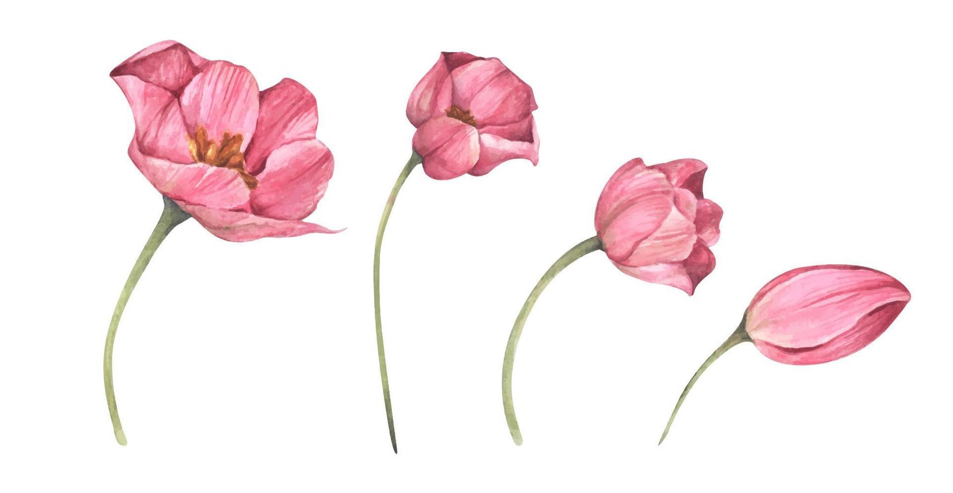 Satz rosa Tulpen. Aquarell floral botanische Illustration. vektor