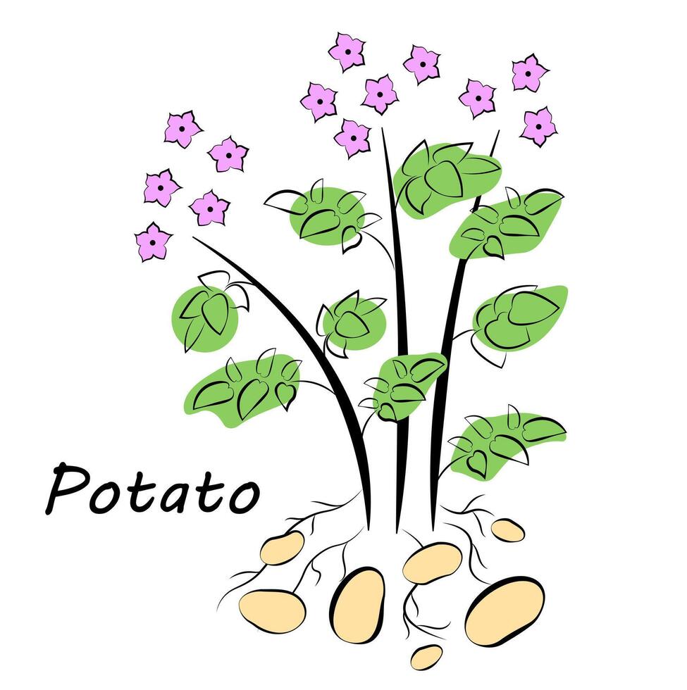 Kartoffeln auf einem weißen Hintergrund vektor