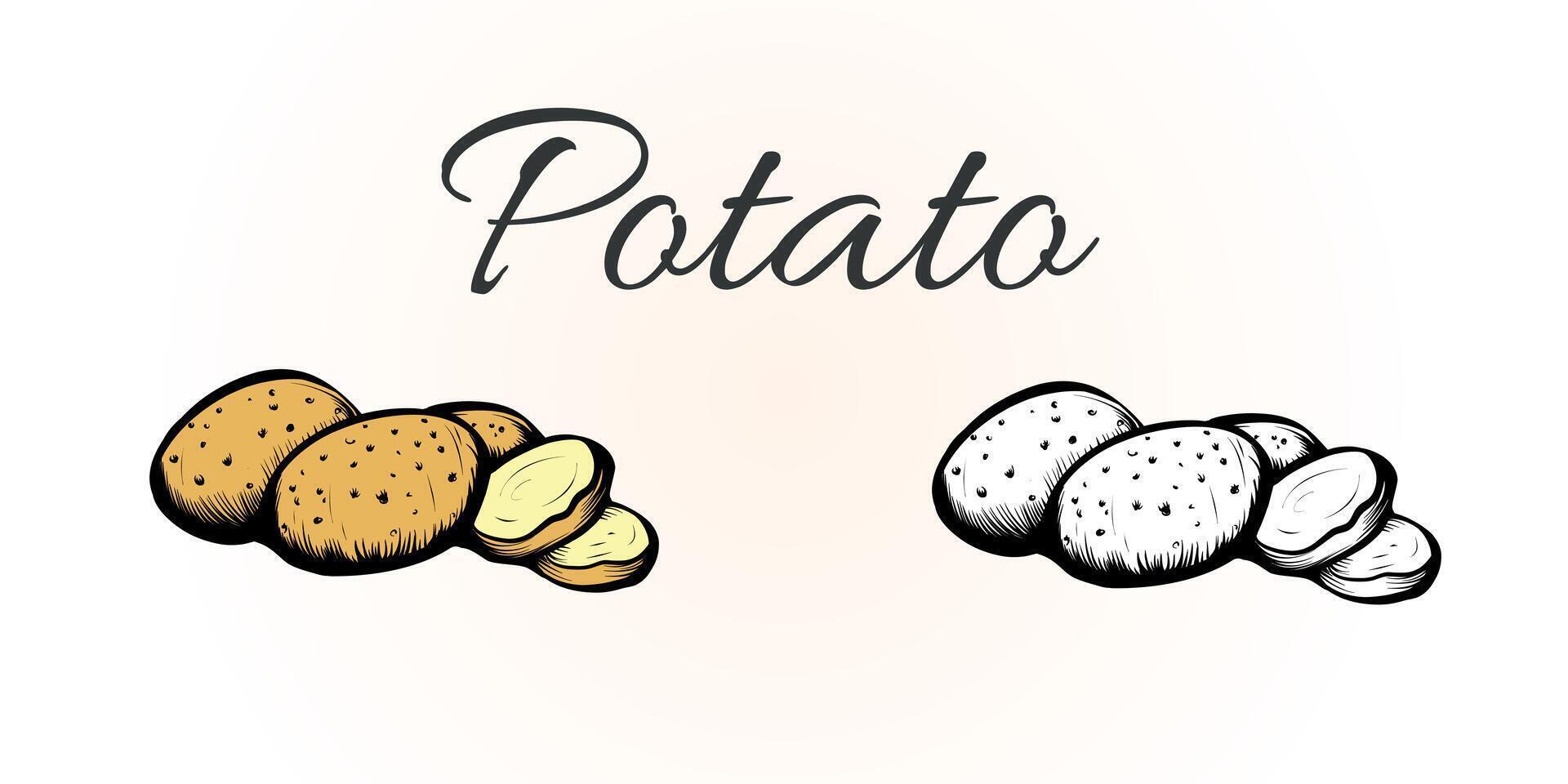 bruka potatis hela och skiva. vektor gravyr årgång Färg illustration isolerat på vit bakgrund. design element för mat affisch, recept, märka, meny. organisk mat begrepp.