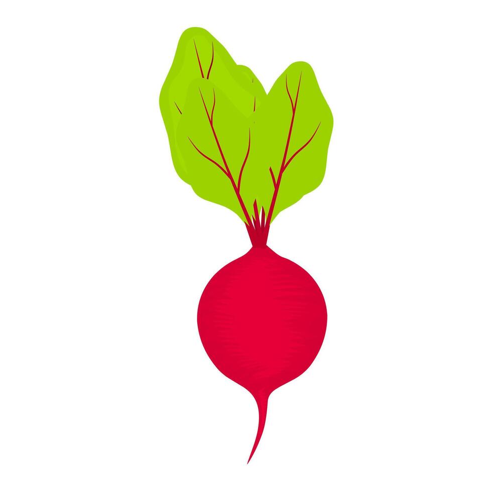 Rote Beete Illustration auf Weiß Hintergrund. rot Zuckerrüben mit Grün Blätter. vektor