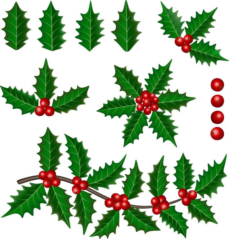 isolierte Stechpalmenblätter, Beeren und Zweige Vektor