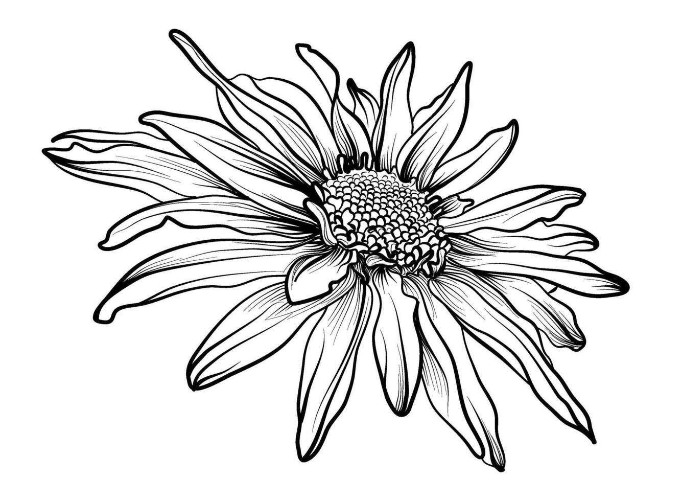svart och vit ritad för hand krysantemum blomma vektor