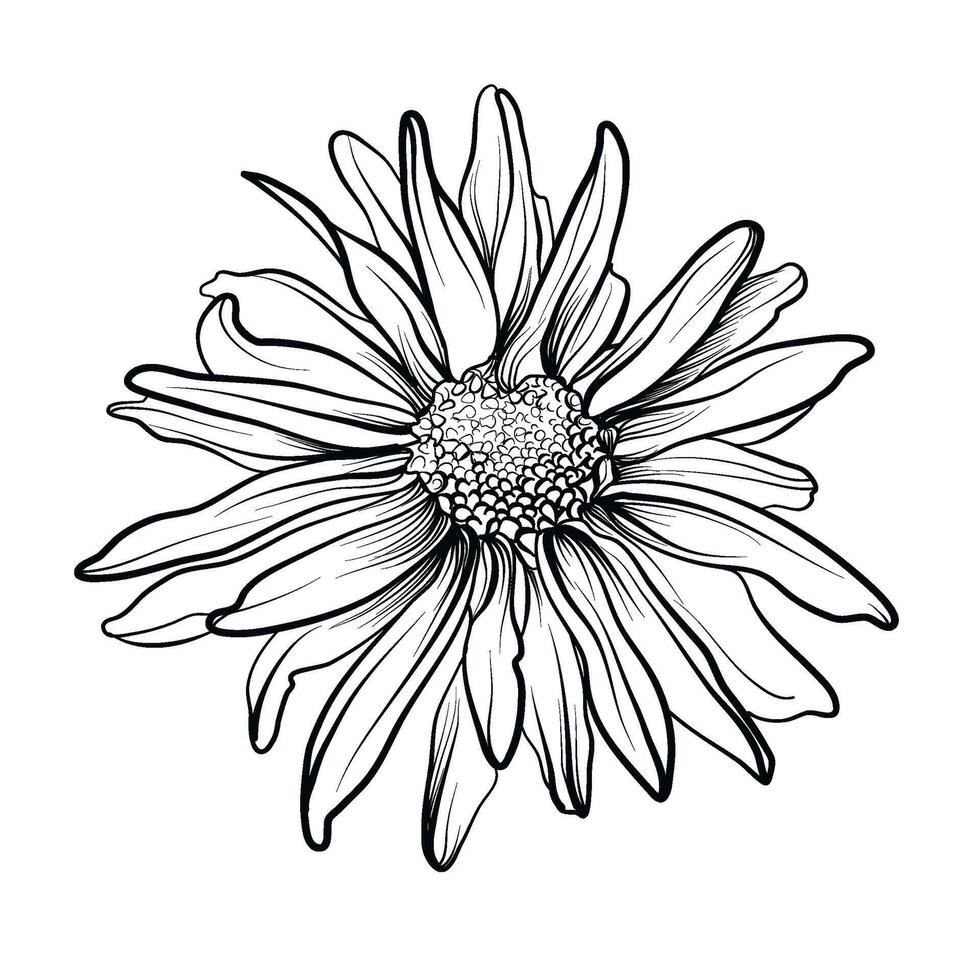 svart och vit teckning av en krysantemum blomma vektor