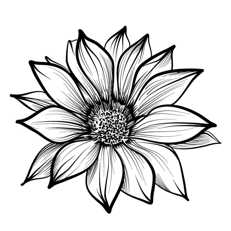 Hand Zeichnung von ein Gazania Blume Vektor Illustration