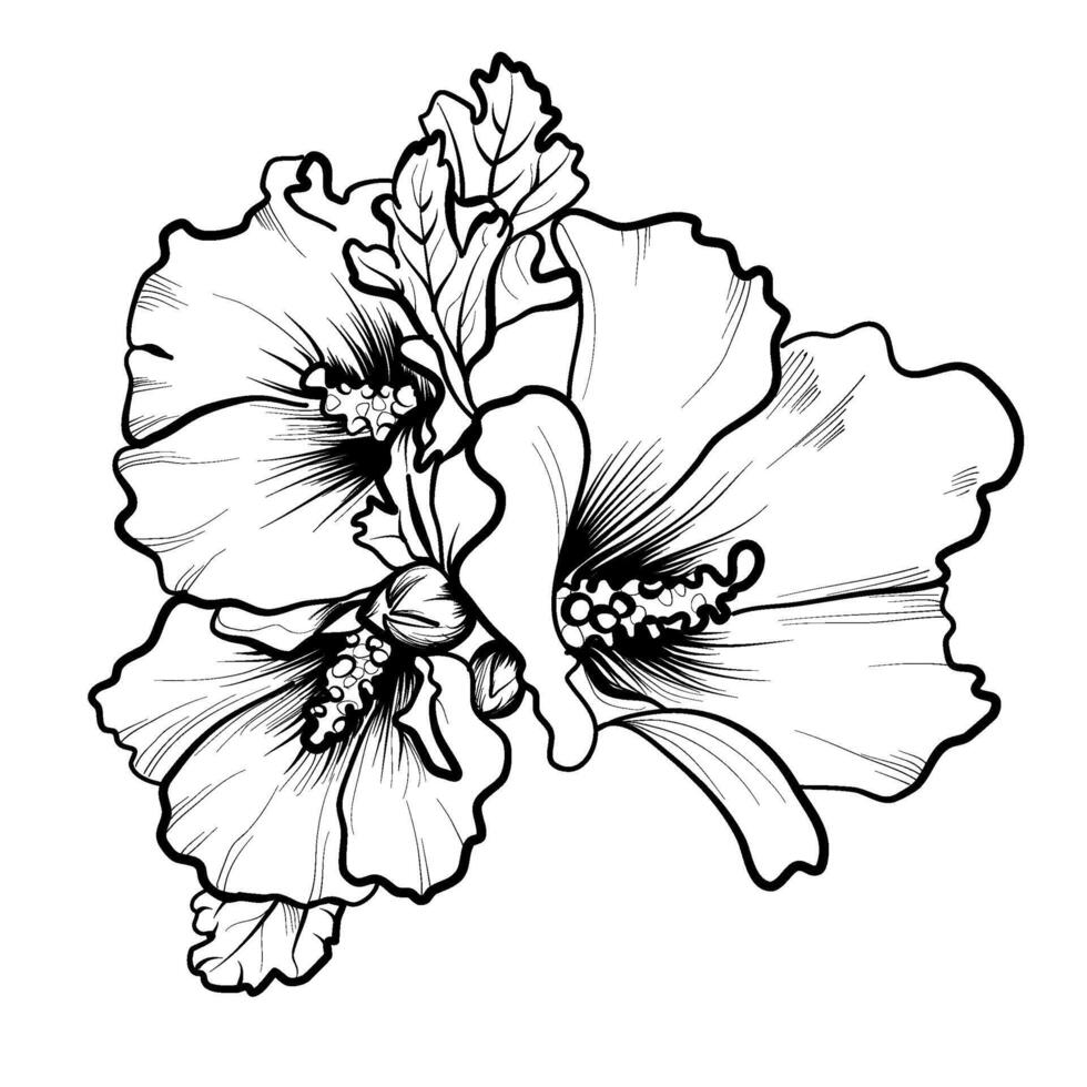 ritad för hand hibiskus blommor vektor illustration