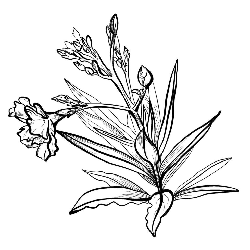 ritad för hand oleander blomma vektor illustration